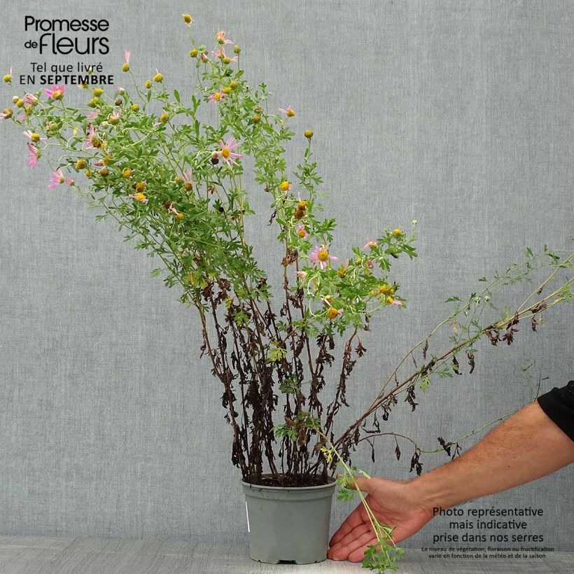 Exemplar von Chrysanthemum rubellum Clara Curtis - Herbst-Chrysantheme Topf mit 2L/3L wie im Herbst geliefert