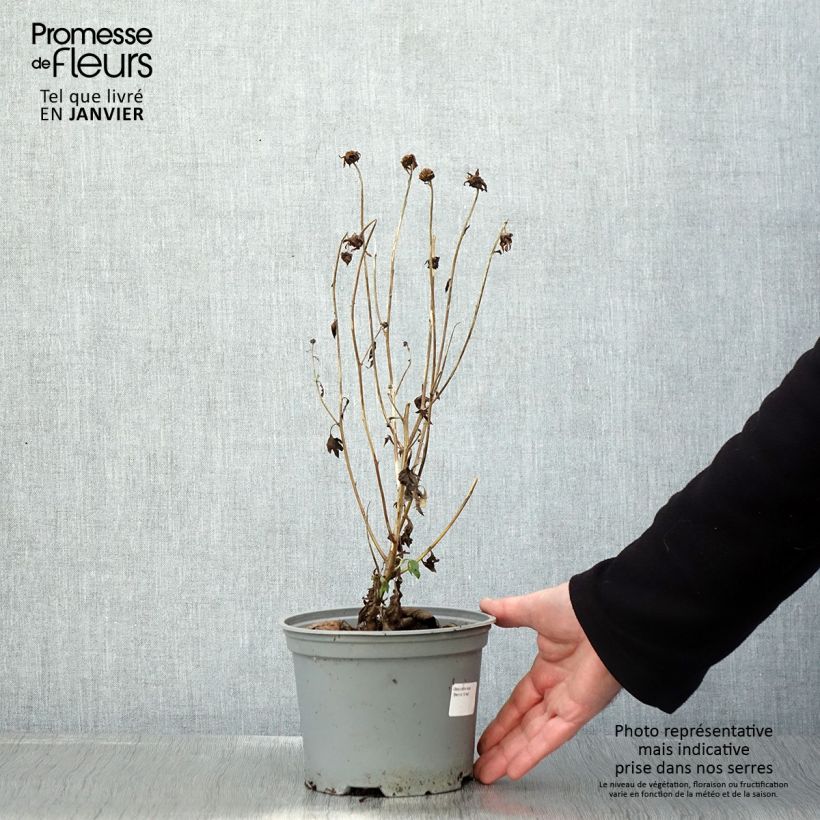 Exemplar von Chrysanthemum rubellum Dernier Soleil - Herbst-Chrysantheme Topf mit 2L/3L wie im Winter geliefert