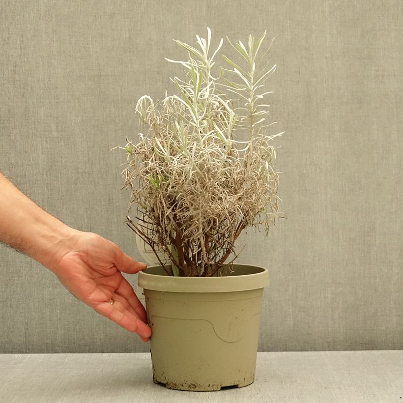 Exemplar von Chrysocephalum apiculatum Korma Topf mit 3L/4L wie im Herbst geliefert