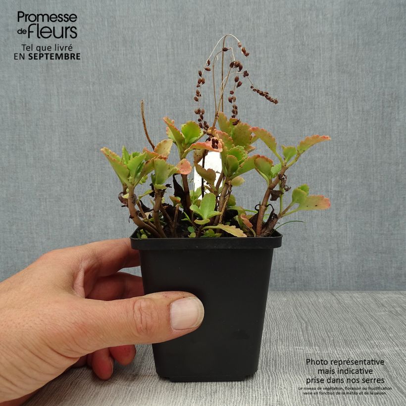 Exemplar von Chrysosplenium oppositifolium - Gegenblättriges Milzkraut Kleine Töpfe von 8/9 cm wie im Herbst geliefert