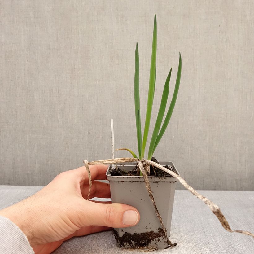 Exemplar von Winter-Zwiebel - Allium fistulosum Kleine Töpfe von 8/9 cm Kaliber/Größe I wie im Winter geliefert