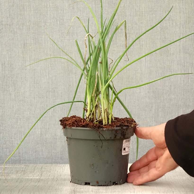 Exemplar von Winter-Zwiebel - Allium fistulosum Topf mit 1,5L/2L wie im Herbst geliefert
