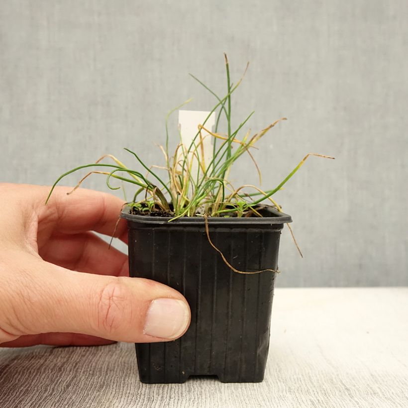 Exemplar von Schnittlauch Corsican White - Allium schoenoprasum Kleine Töpfe von 8/9 cm wie im Herbst geliefert