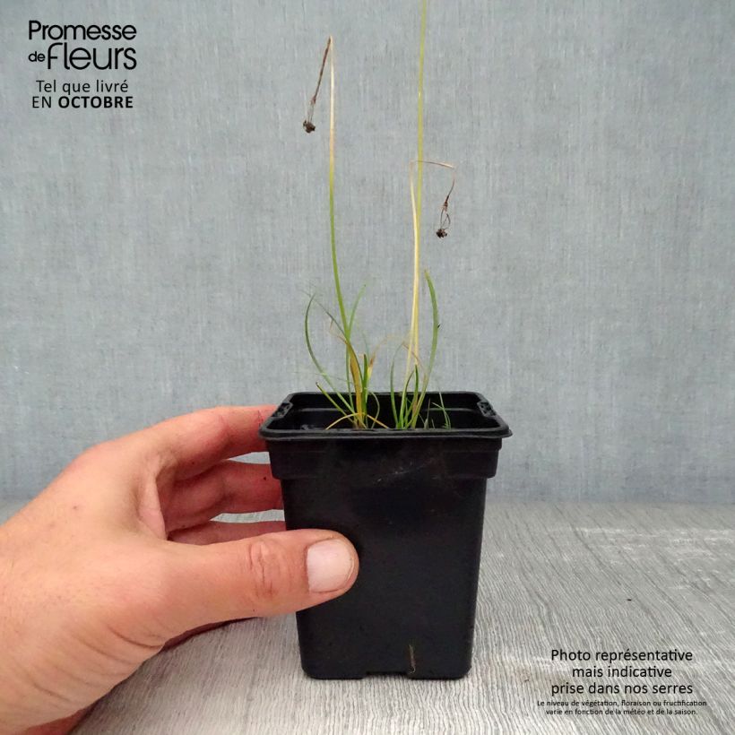 Exemplar von Schnittknoblauch Bio Kleine Töpfe von 7/8 cm wie im Herbst geliefert