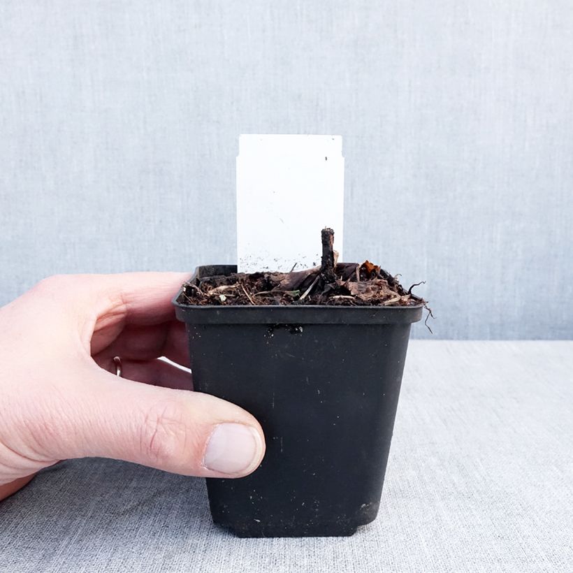 Exemplar von Actaea Queen of Sheba - Silberkerze Kleine Töpfe von 8/9 cm wie im Winter geliefert