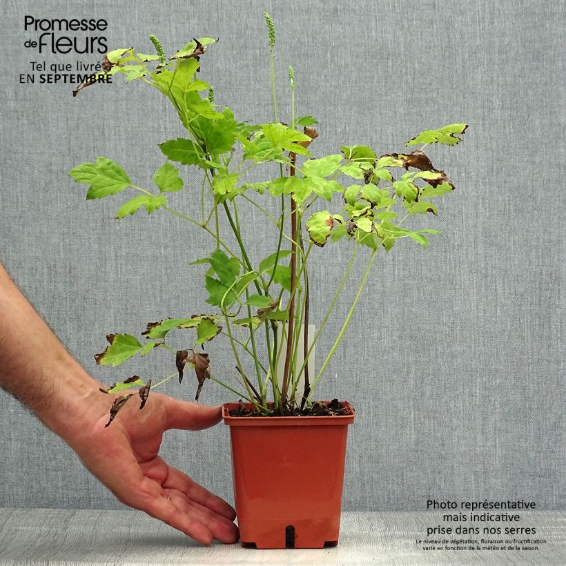 Exemplar von Actaea matsumurae White Pearl - Silberkerze Topf mit 1,5L/2L wie im Herbst geliefert