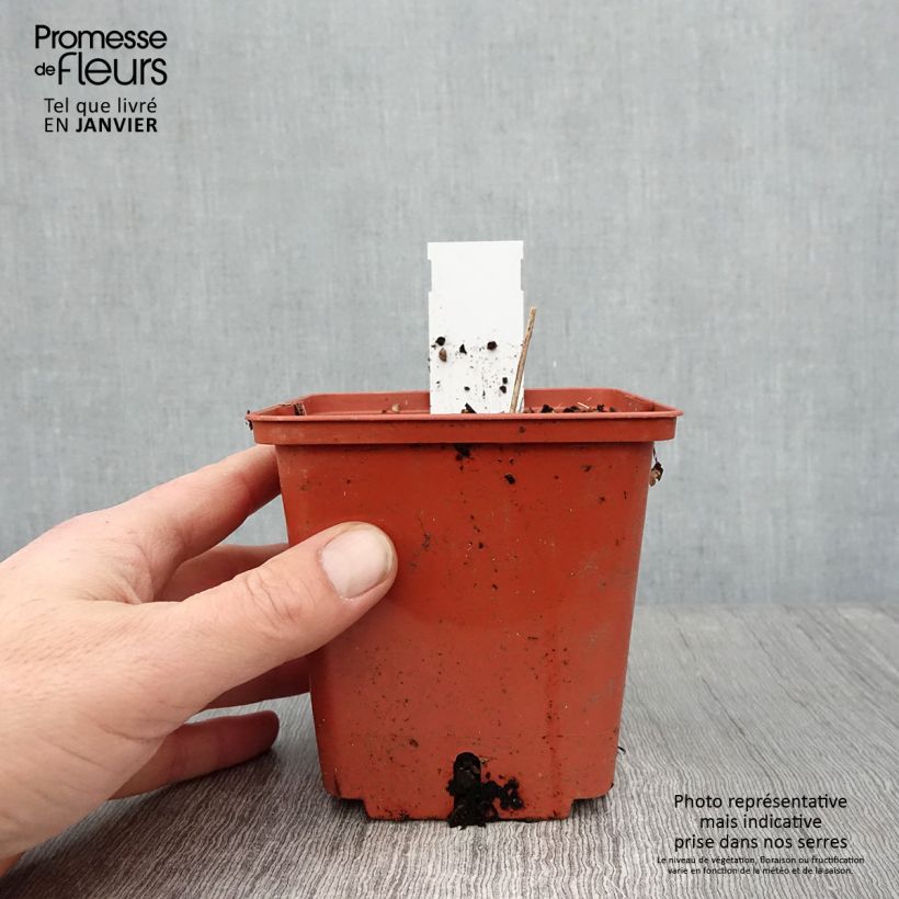 Exemplar von Actaea matsumurae White Pearl - Silberkerze Topf mit 1,5L/2L wie im Winter geliefert