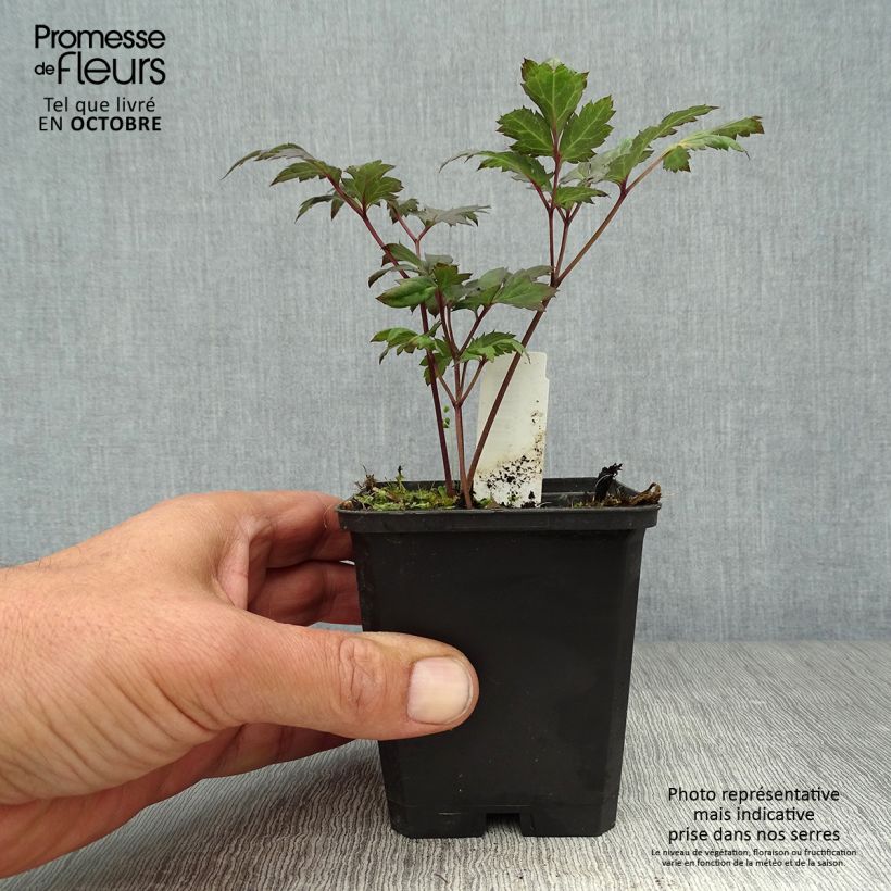 Exemplar von Actaea simplex Atropurpurea - Oktober-Silberkerze Kleine Töpfe von 8/9 cm wie im Herbst geliefert