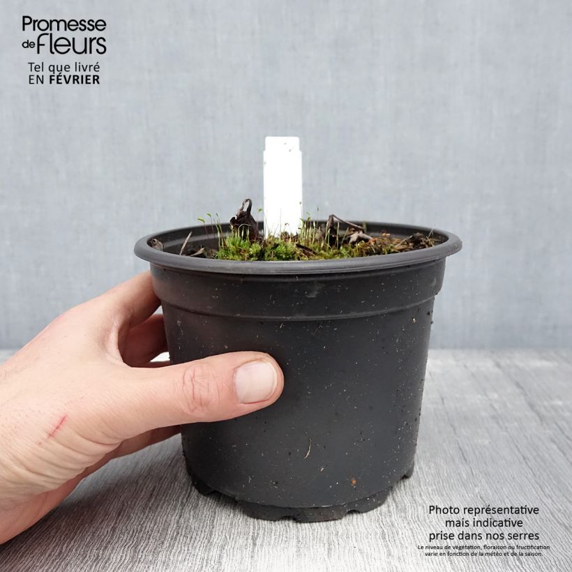 Exemplar von Actaea simplex Atropurpurea - Oktober-Silberkerze Topf mit 2L/3L wie im Winter geliefert