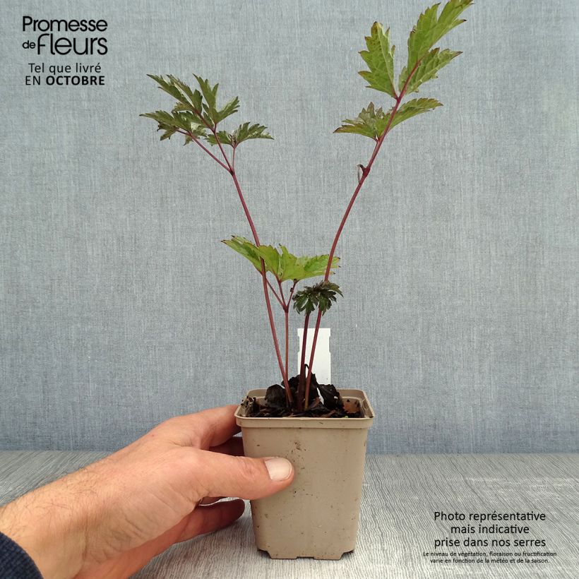 Exemplar von Actaea simplex Brunette - Oktober-Silberkerze Kleine Töpfe von 8/9 cm wie im Herbst geliefert