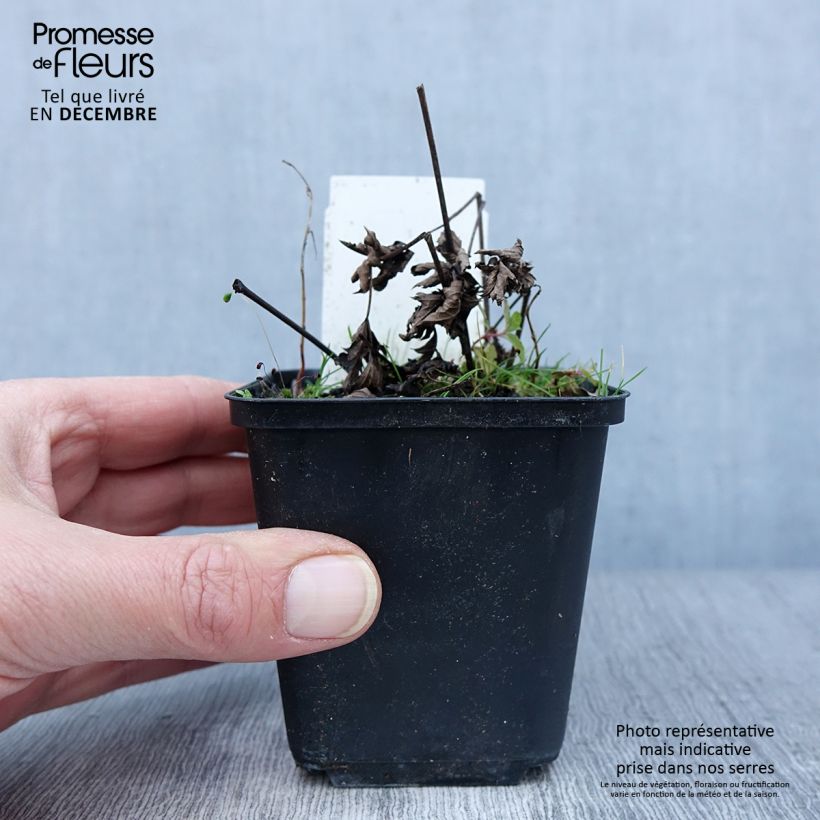 Exemplar von Actaea simplex Chocoholic - Oktober-Silberkerze Kleine Töpfe von 8/9 cm wie im Herbst geliefert