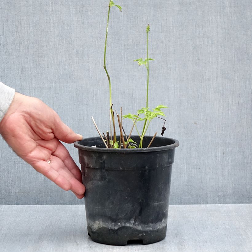 Exemplar von Actaea simplex Chocoholic - Oktober-Silberkerze Topf mit 2L/3L wie im Herbst geliefert