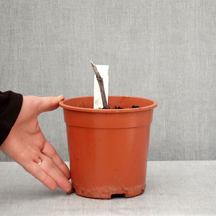 Exemplar von Actaea simplex Chocoholic - Oktober-Silberkerze Topf mit 2L/3L wie im Frühjahr geliefert