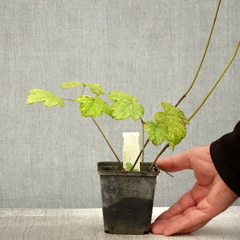 Exemplar von Actaea biternata - Christophskraut Kleine Töpfe von 8/9 cm wie im Herbst geliefert