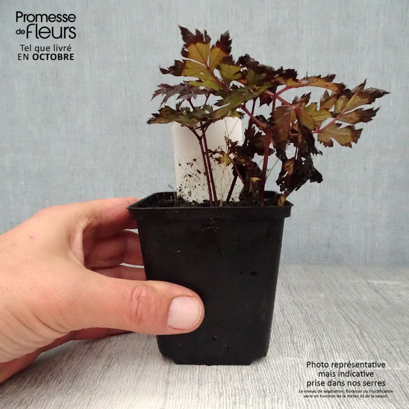 Exemplar von Actaea simplex Pink Spike - Oktober-Silberkerze Kleine Töpfe von 8/9 cm wie im Herbst geliefert
