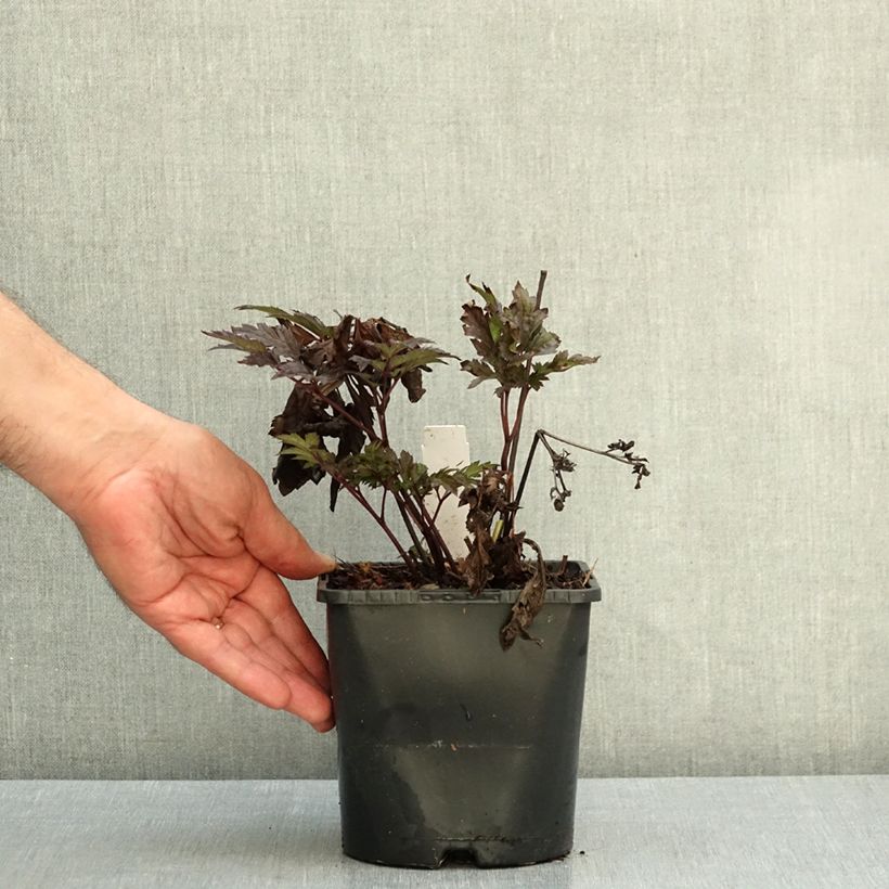 Exemplar von Actaea simplex Pink Spike - Oktober-Silberkerze Topf mit 2L/3L wie im Herbst geliefert