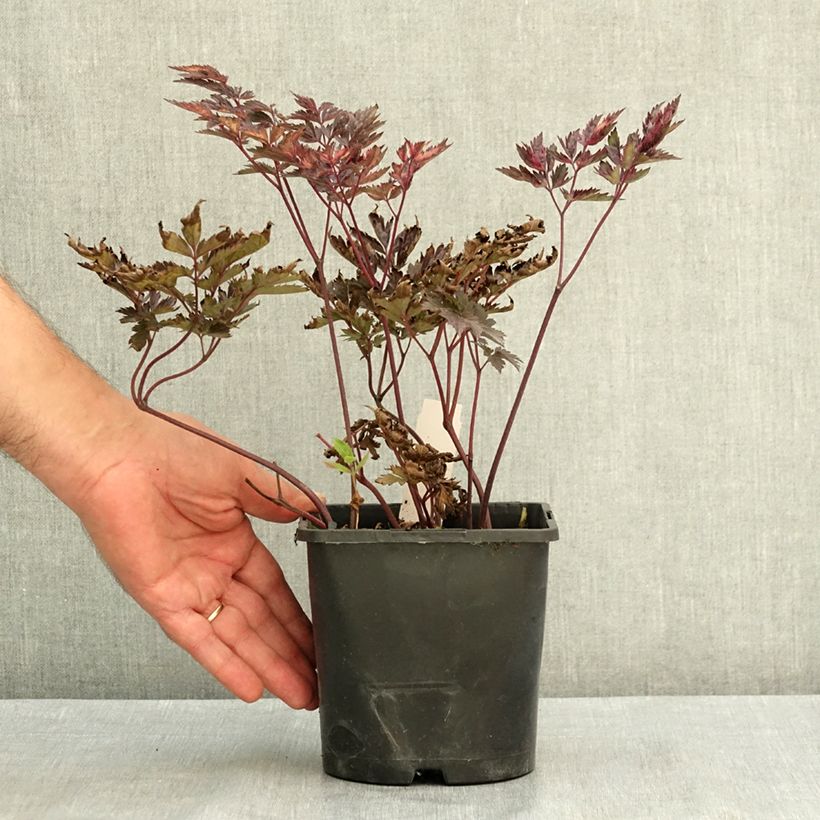 Exemplar von Actaea simplex Pink Spike - Oktober-Silberkerze Topf mit 2L/3L wie im Sommer geliefert