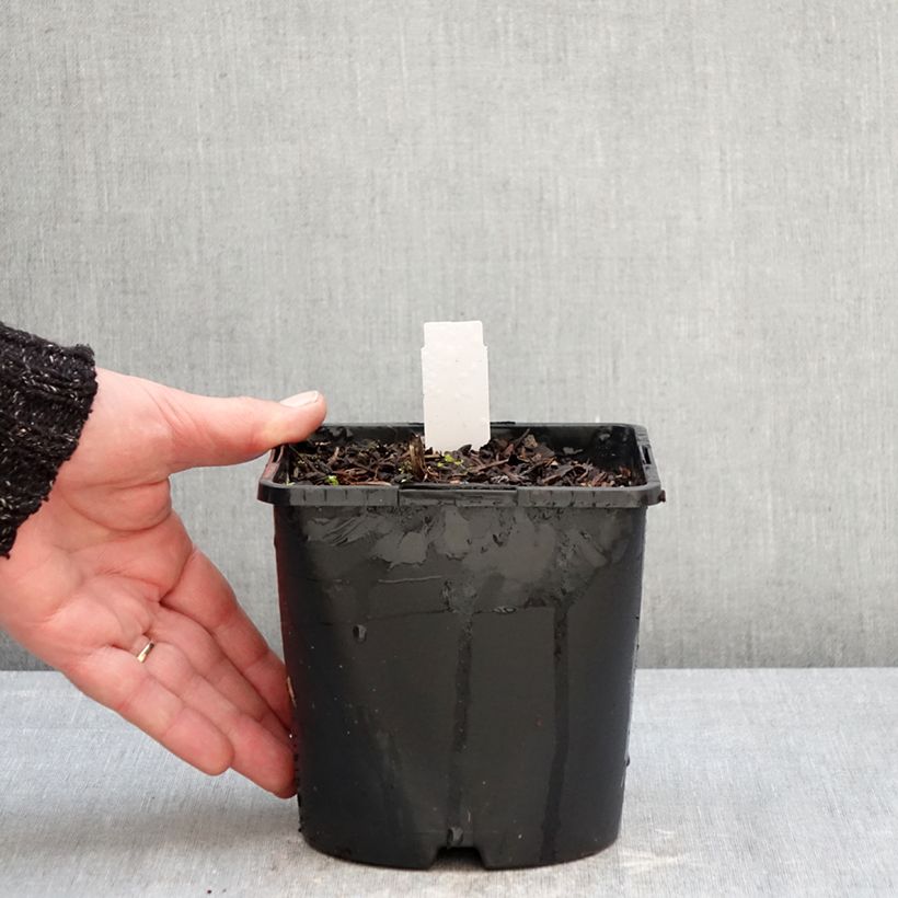 Exemplar von Actaea simplex Pink Spike - Oktober-Silberkerze Topf mit 2L/3L wie im Winter geliefert