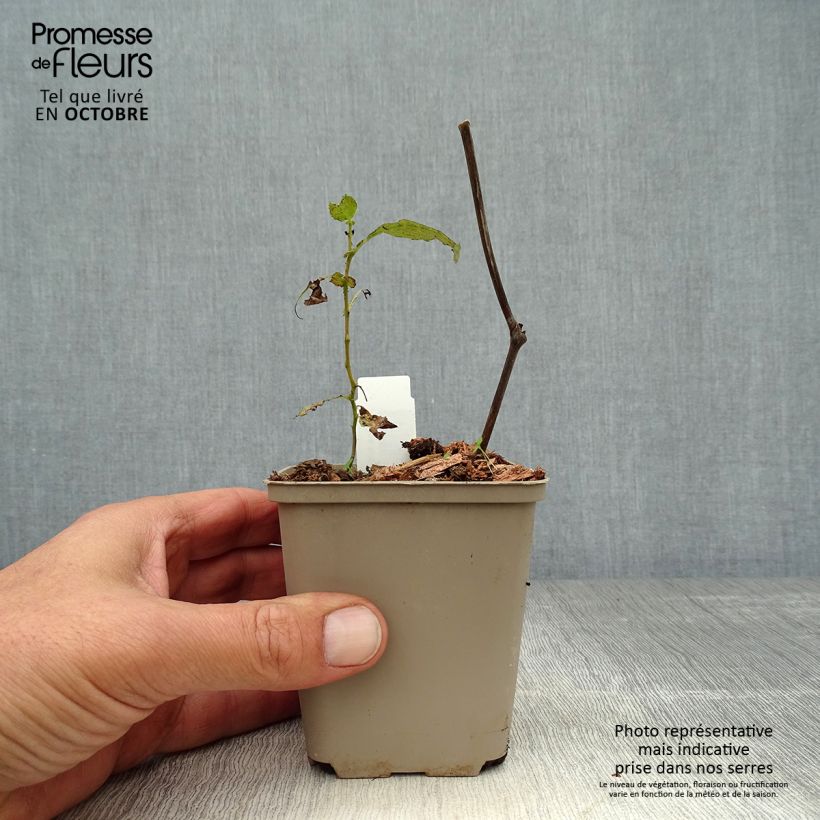 Exemplar von Actaea simplex Carbonella - Oktober-Silberkerze Kleine Töpfe von 8/9 cm wie im Herbst geliefert