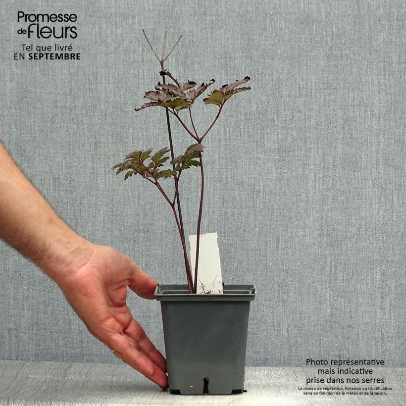 Exemplar von Actaea simplex Carbonella - Oktober-Silberkerze Topf mit 1L/1,5L wie im Herbst geliefert