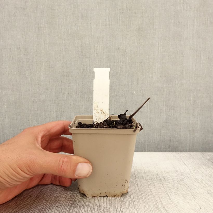 Exemplar von Actaea simplex James Compton - Oktober-Silberkerze Kleine Töpfe von 8/9 cm wie im Herbst geliefert