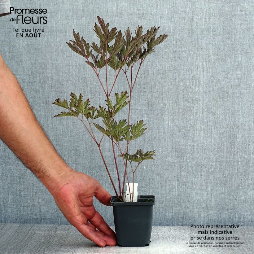 Exemplar von Actaea simplex James Compton - Oktober-Silberkerze Kleine Töpfe von 8/9 cm wie im Sommer geliefert