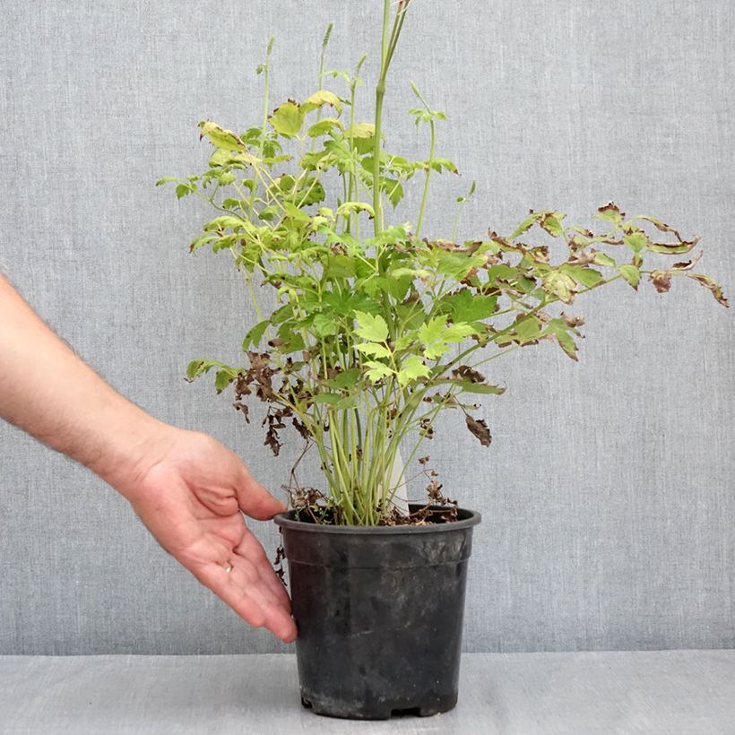 Exemplar von Actaea racemosa - Trauben-Silberkerze Topf mit 2L/3L wie im Sommer geliefert