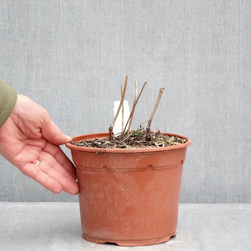 Exemplar von Actaea racemosa - Trauben-Silberkerze Topf mit 2L/3L wie im Winter geliefert