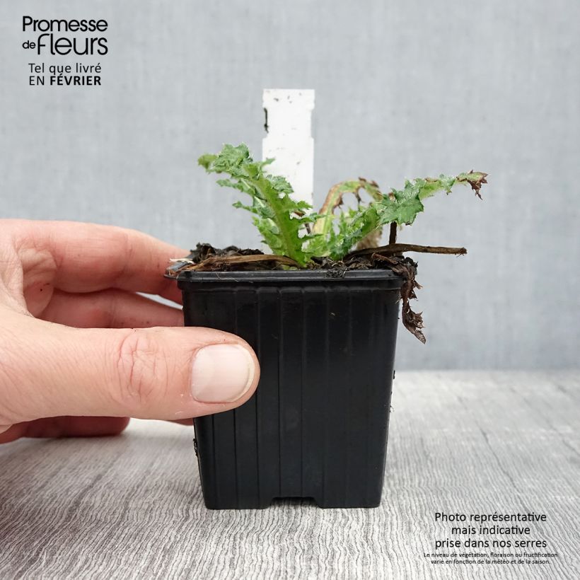 Exemplar von Cirsium japonicum Rose Beauty - Japanische Kratzdistel Kleine Töpfe von 8/9 cm wie im Winter geliefert