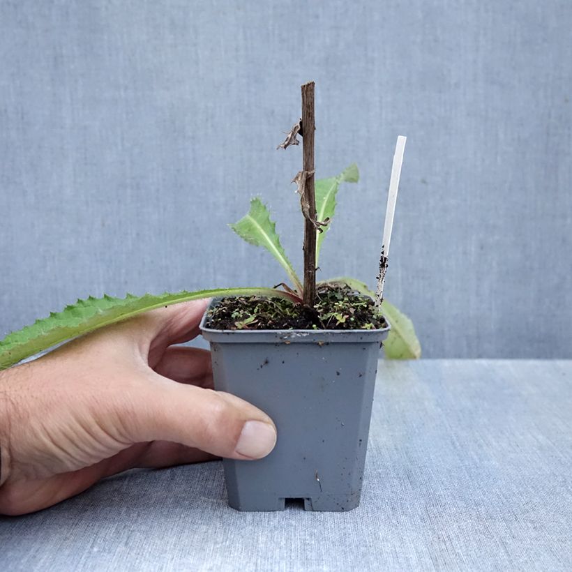 Exemplar von Cirsium rivulare Trevors Blue Wonder - Bach-Kratzdistel Kleine Töpfe von 8/9 cm wie im Herbst geliefert