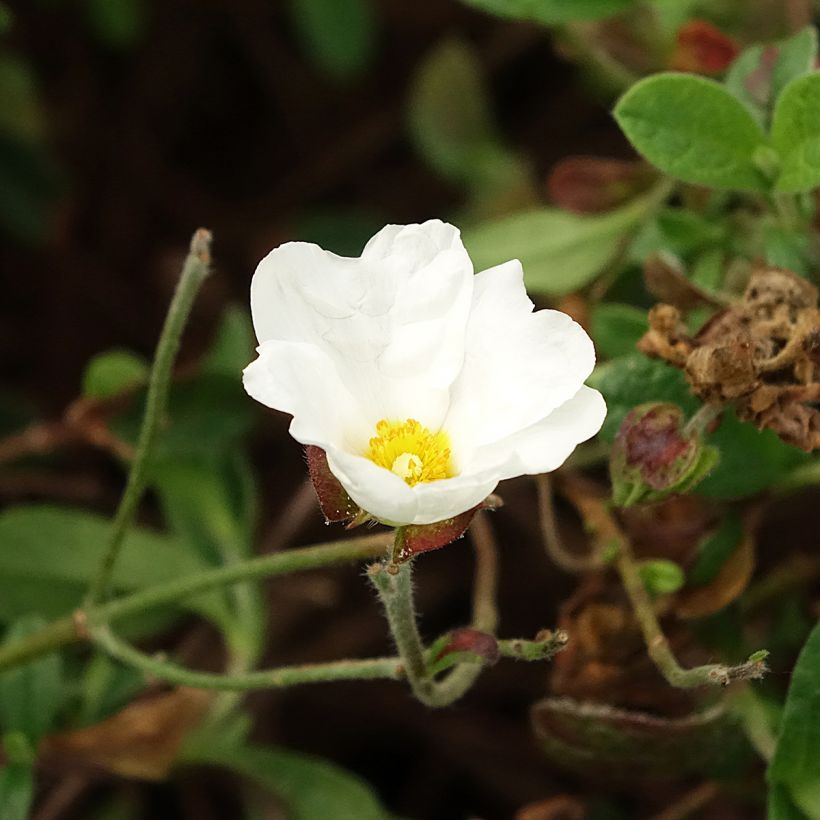 Cistus obtusifolius - Zistrose (Blüte)