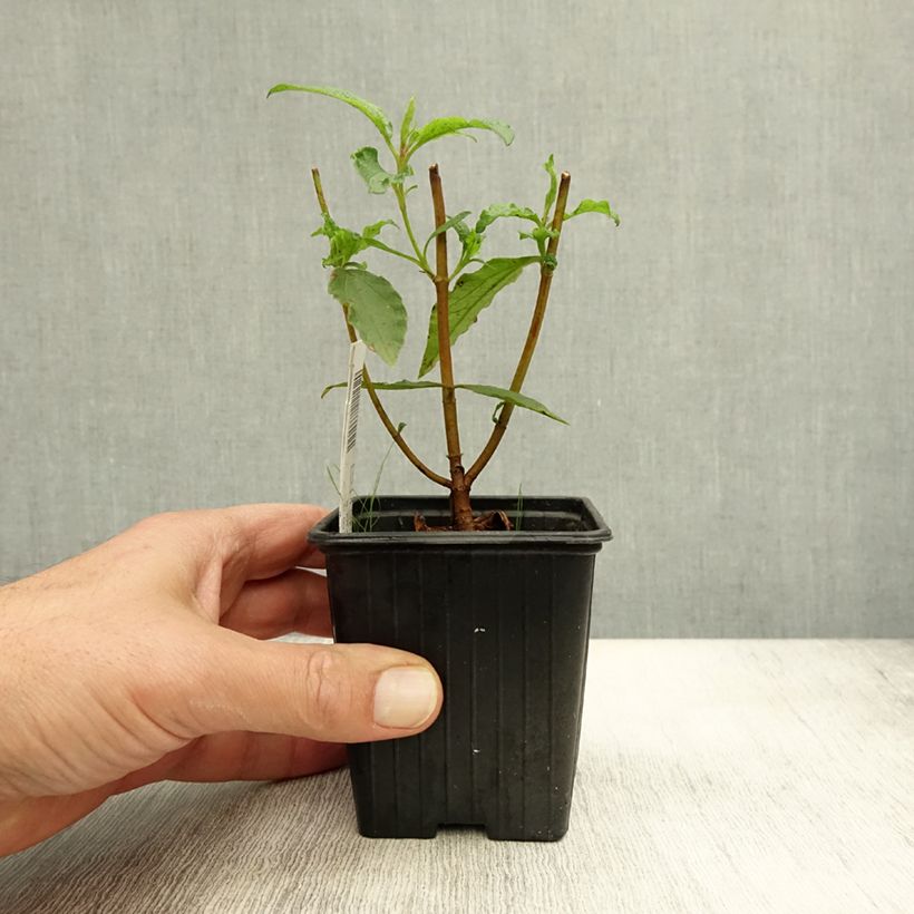 Exemplar von Zistrose Maculatus - Cistus aguilarii Kleine Töpfe von 8/9 cm wie im Herbst geliefert