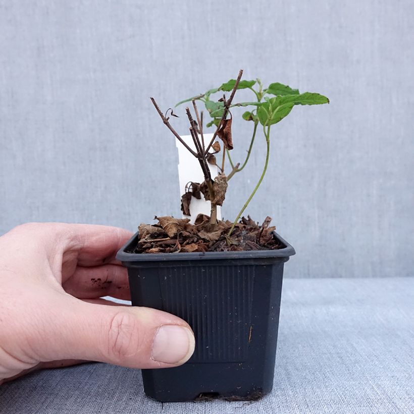 Exemplar von Felsen-Zistrose - Cistus corbariensis Kleine Töpfe von 8/9 cm wie im Winter geliefert