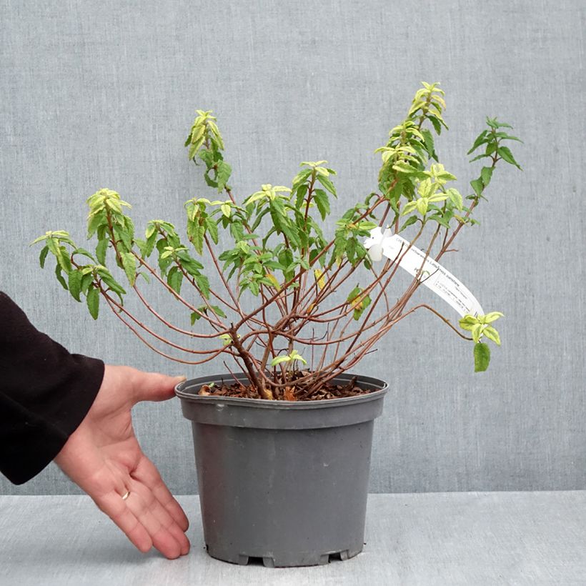 Exemplar von Zistrose Little Miss Sunshine - Cistus corbariensis Topf mit 3L/4L wie im Herbst geliefert