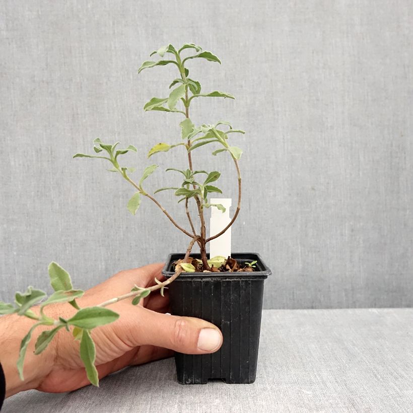 Exemplar von Zistrose Grayswood Pink - Cistus lenis Kleine Töpfe von 8/9 cm wie im Herbst geliefert