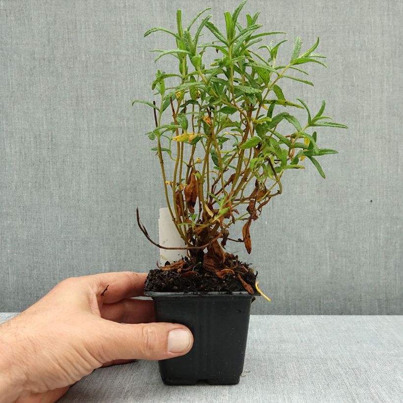 Exemplar von Montpellier-Zistrose - Cistus monspeliensis Kleine Töpfe von 8/9 cm wie im Herbst geliefert