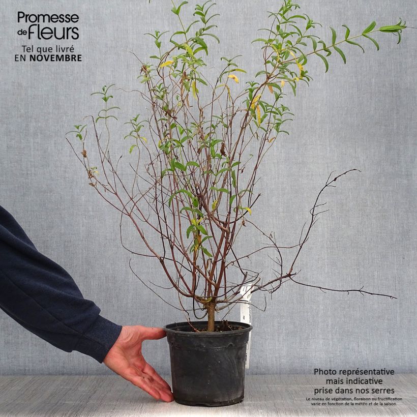 Exemplar von Montpellier-Zistrose - Cistus monspeliensis Topf mit 2L/3L wie im Herbst geliefert