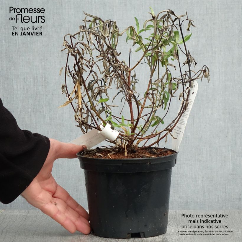 Exemplar von Zistrose Betty Taudevin - Cistus purpureus Topf mit 2L/3L wie im Winter geliefert