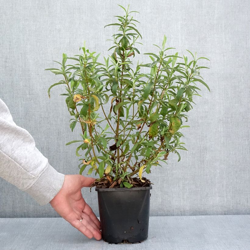 Exemplar von Zistrose Betty Taudevin - Cistus purpureus Topf mit 2L/3L wie im Frühjahr geliefert