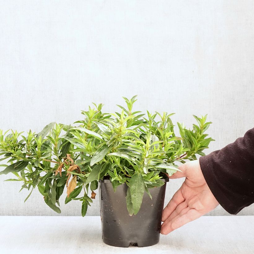 Exemplar von Zistrose Jenkyn Place - Cistus x dansereaui Topf mit 1,5L/2L wie im Frühjahr geliefert