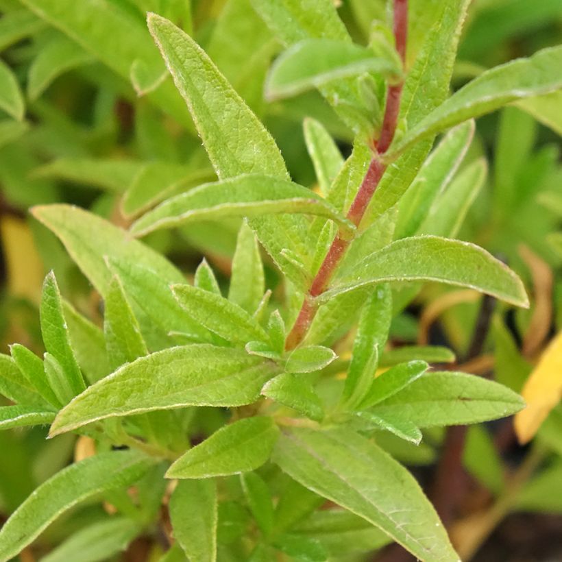 Zistrose Jenkyn Place - Cistus x dansereaui (Laub)