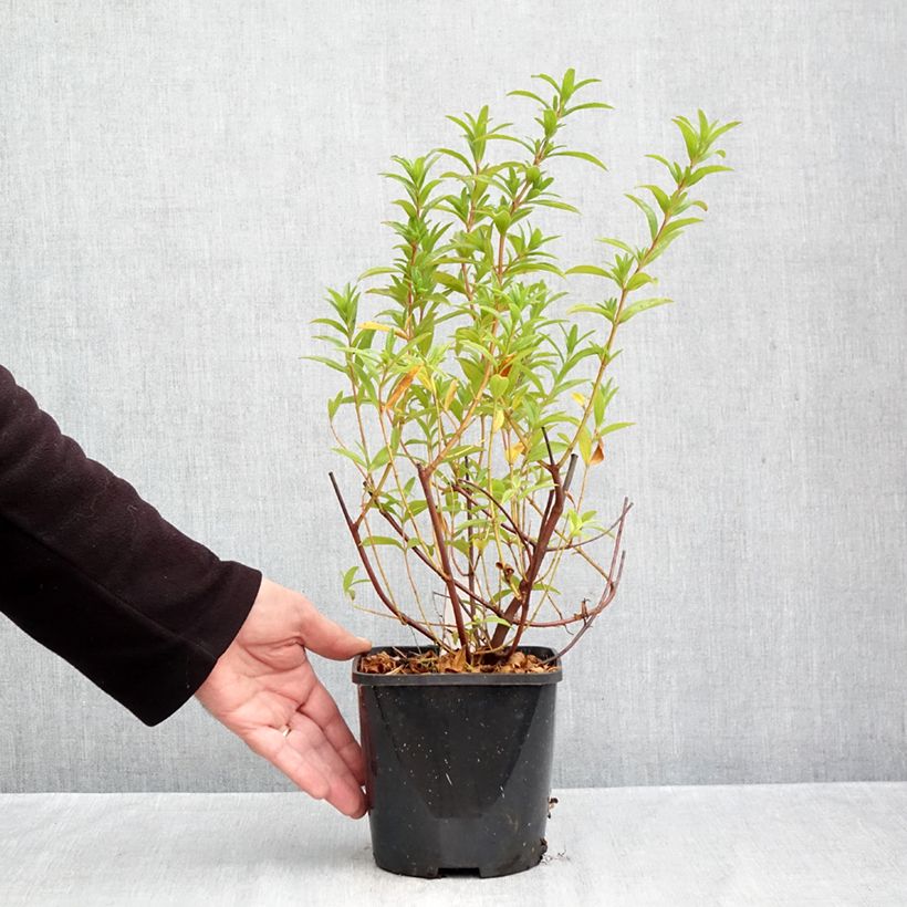 Exemplar von Zistrose Jenkyn Place - Cistus x dansereaui Topf mit 1,5L/2L wie im Herbst geliefert
