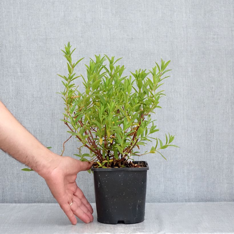 Exemplar von Zistrose Jenkyn Place - Cistus x dansereaui Topf mit 1L/1,5L wie im Sommer geliefert