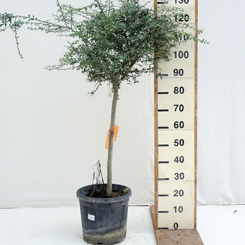 Exemplar von Fingerlimette - Microcitrus australasica Topf mit 18L/20L, Halbstamm wie im Winter geliefert