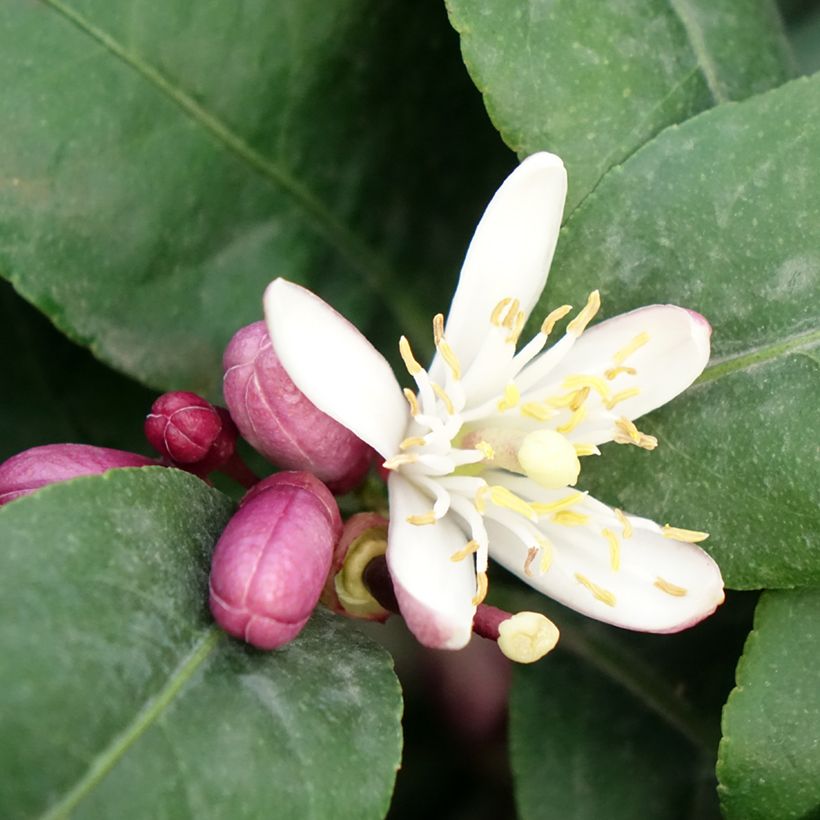 Zitrone Femminello Carrubaro - Citrus limon (Blüte)