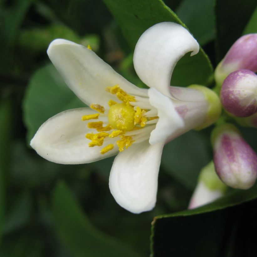 Hybride Zitrone Meyer - Citrus x limon (Blüte)