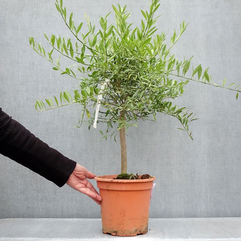 Exemplar von Citrus glauca - Australische Wüstenlimette Topf mit 6L/7L, 1/4 Stängel wie im Winter geliefert