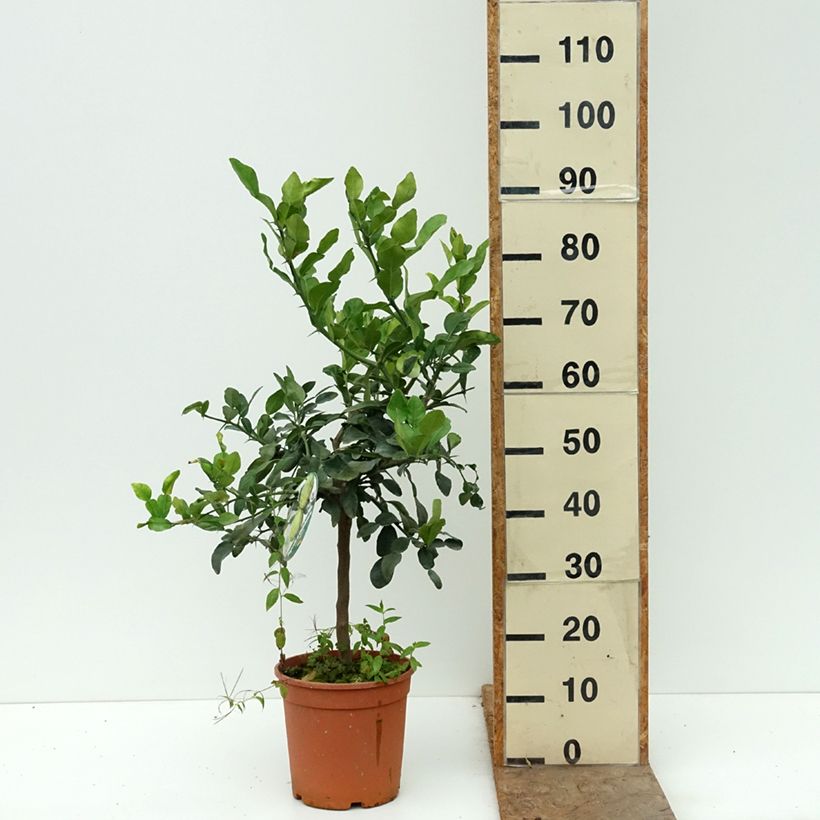 Exemplar von Ichang-Zitrone - Citrus ichangensis Topf mit 4L/5L, 1/4 Stängel wie im Herbst geliefert