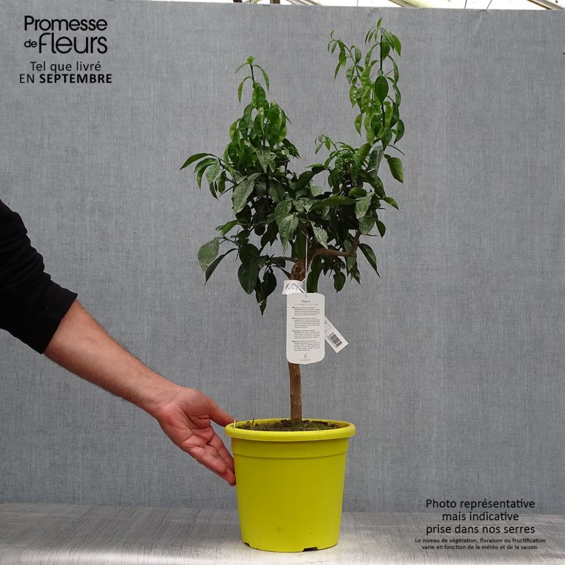 Exemplar von Ichang-Zitrone - Citrus ichangensis Topf mit 3L/4L, Strauch/Busch, mehrstämmig wie im Herbst geliefert