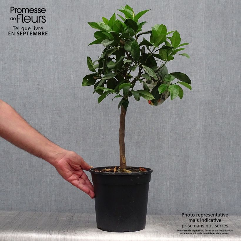 Exemplar von Zitrone Pigmentata - Citrus medica x limon Topf mit 4L/5L, 1/4 Stängel wie im Herbst geliefert